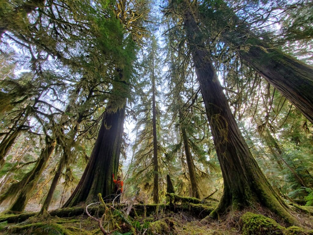 Looking up at a beautiful forest of large trees
