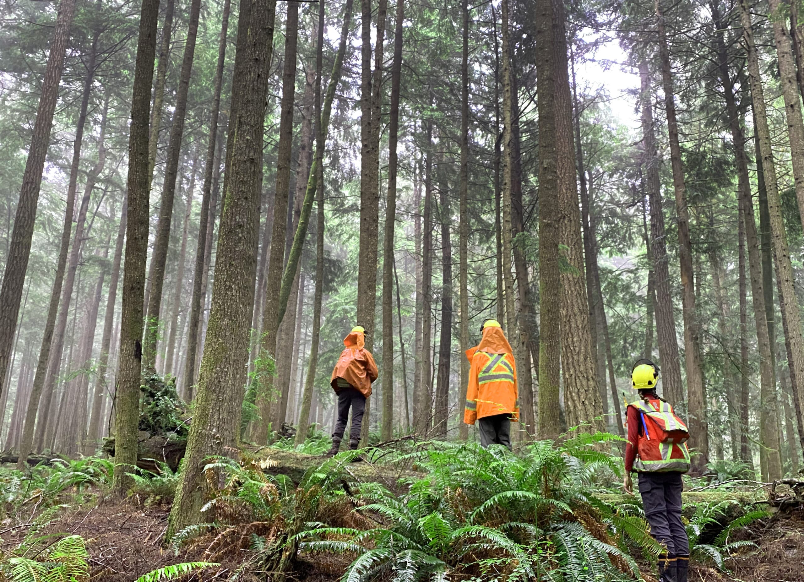 Workers wearing hardhats and rain jackets look up into an old forest