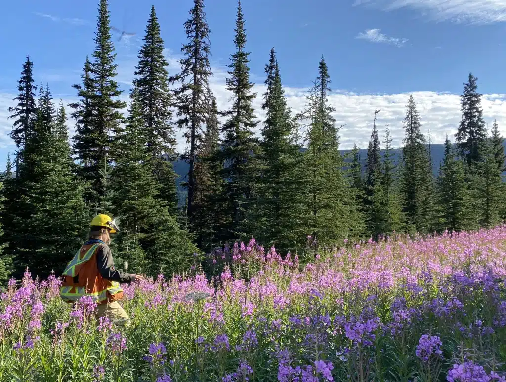 Strategic Natural Resource Group worker wearing PPE walking in a field of fireweed