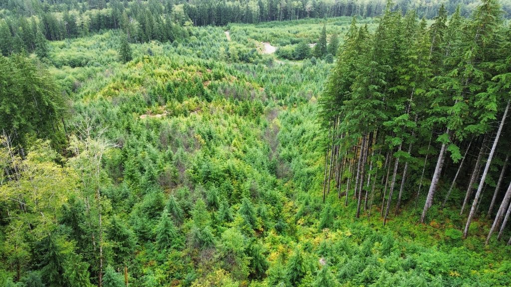 forest regeneration