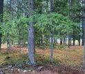 Wildfire resiliency Strategic Natural Resource Group