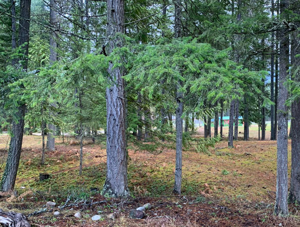 Wildfire resiliency Strategic Natural Resource Group
